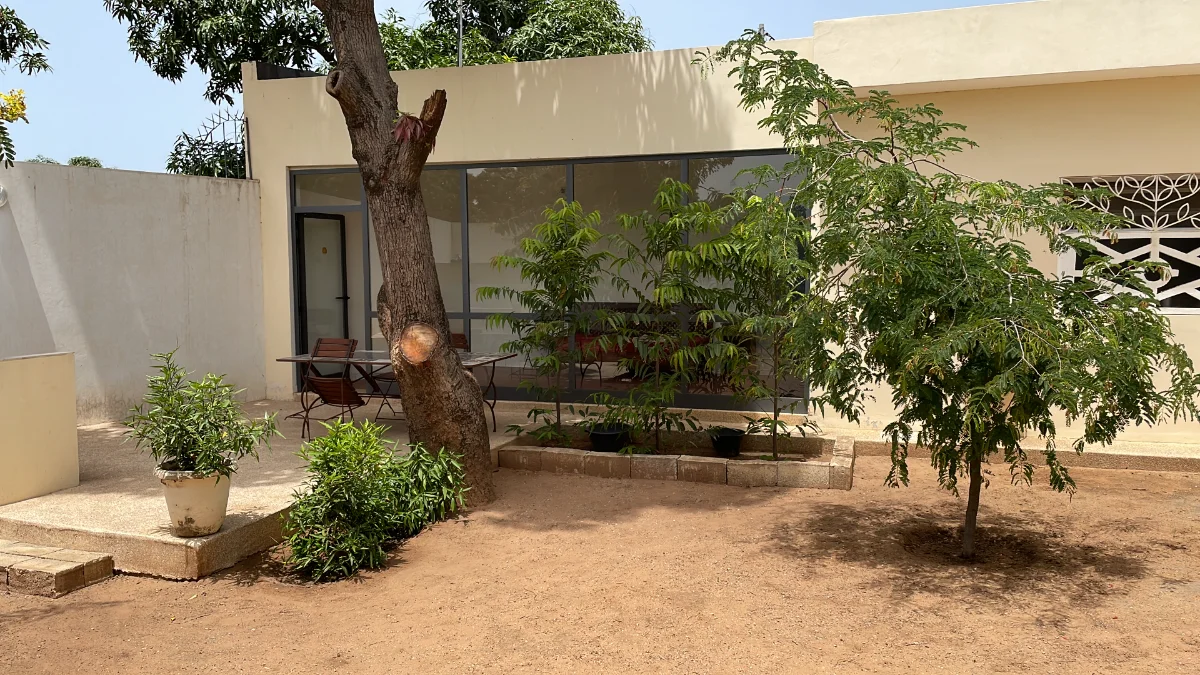 Media 'Faux ashoka (Polyalthia longifolia)' in category 'Grandes cultures, jardin et potager'