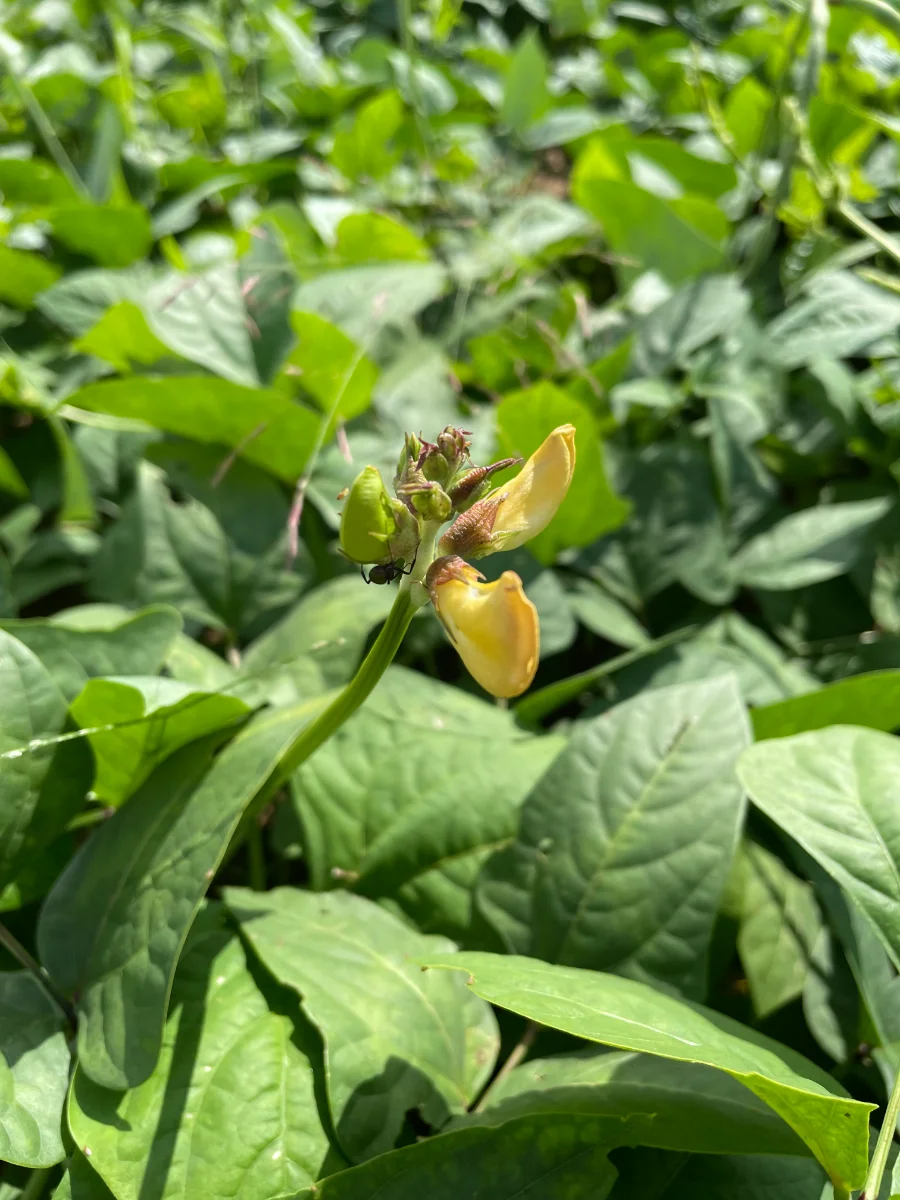Fleur du haricot "niébé"