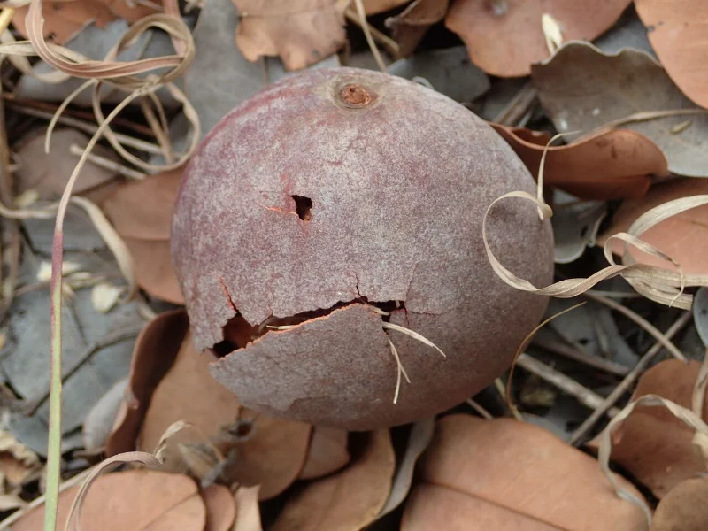 Media 'Fruit du Detarium microcarpum (Dankh en wolof)' in category 'Photothèque'