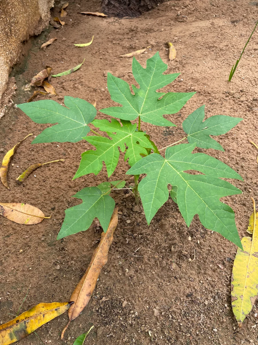 Jeune plant de papayer